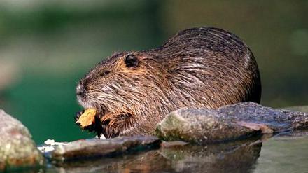 So süß! Trotzdem hat ein 62-Jähriger in Werder (Havel) auf Nutria geschossen.