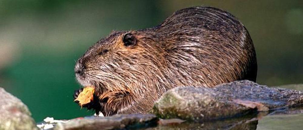 So süß! Trotzdem hat ein 62-Jähriger in Werder (Havel) auf Nutria geschossen.