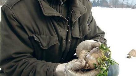 Vom Schnee und Eise befreit. In diesem Winter fiel es Axel Szilleweit schwer, an die Rübchen zu kommen. Der Frost hielt das Edelgemüse fest in seinen Fängen.
