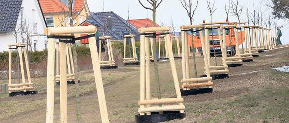 Mehr Grün, mehr Obst. 60 Apfelbäume werden am Hügelweg gepflanzt.