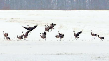 Saure Wochen. Viele Vögel leiden derzeit unter dem schlechten Nahrungsangebot. Besonders Greifvögel finden wegen des vielen Schnees kaum Beute. Kraniche können dagegen den Boden frei scharren.