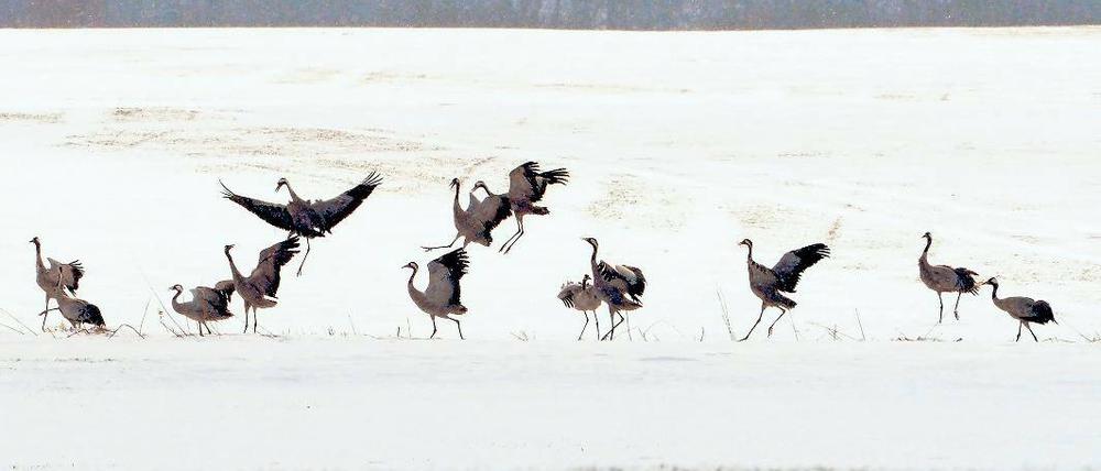 Saure Wochen. Viele Vögel leiden derzeit unter dem schlechten Nahrungsangebot. Besonders Greifvögel finden wegen des vielen Schnees kaum Beute. Kraniche können dagegen den Boden frei scharren.