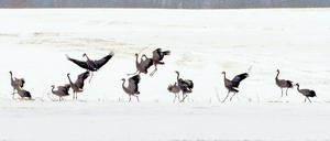 Saure Wochen. Viele Vögel leiden derzeit unter dem schlechten Nahrungsangebot. Besonders Greifvögel finden wegen des vielen Schnees kaum Beute. Kraniche können dagegen den Boden frei scharren.