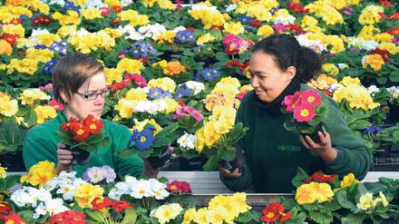 Die Ladenhüter der Saison. Gärtnerinnen kümmern sich um die Primeln auf dem Rosengut in Langerwisch.
