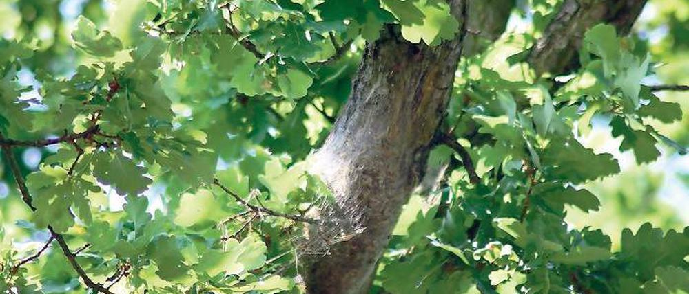 Befall in Geltow. In der Gemeinde sind etwa 2000 Eichen betroffen.