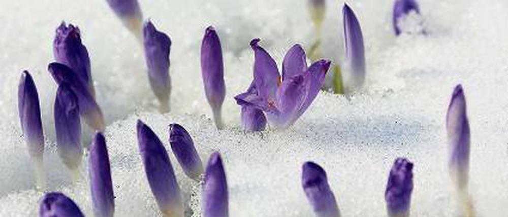 Krokus im Schnee. Der Frühling lässt trotz Frühjahrsanfang auf sich warten.