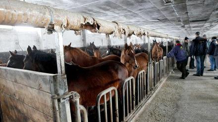 Aus diesem Stall wurden die knapp 160 Tiere vor rund einer Woche gerettet.