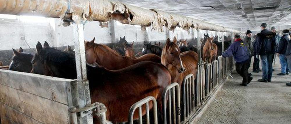 Aus diesem Stall wurden die knapp 160 Tiere vor rund einer Woche gerettet.