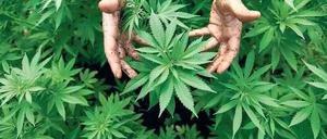 Cannabis - Grundlage für Kiffermittel "Hasch" und "Gras", wie sie nun in Berlin im Auto eines Brandenburger gefunden wurden.