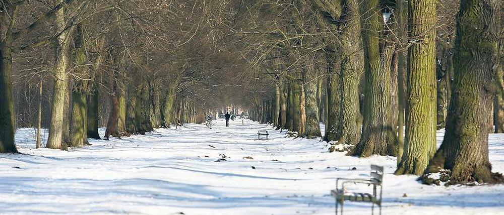 Direkte Welterbezone. Die Lindenallee ist die direkte Verlängerung der Hauptweges des Schlossparks Sanssouci in Richtung Westen und wurde einst von Emil Sello gestaltet. Eine nördliche, unbefestigte Spur der vierreihigen Allee wird von Radfahrern genutzt.