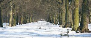 Direkte Welterbezone. Die Lindenallee ist die direkte Verlängerung der Hauptweges des Schlossparks Sanssouci in Richtung Westen und wurde einst von Emil Sello gestaltet. Eine nördliche, unbefestigte Spur der vierreihigen Allee wird von Radfahrern genutzt.