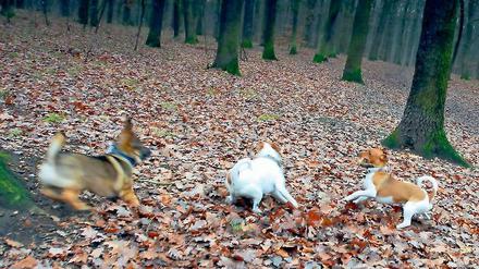 Gut geimpft? Gerade bei jungen Hunden sollten Besitzer auf eine ausreichende Immunisierung gegen die Tierkrankheit Staupe achten. Sie wird unter anderem von Füchsen übertragen. Gefährdet sind auch Hunde in der Region Teltow. Bei Spaziergängen im Wald ist deshalb Vorsicht geboten.