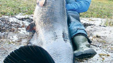 Ein Mann, ein Wels! Im Winter holte Angler Borek einen 2,16 Meter großen und 75 Kilo schweren Wels bei Brandenburg aus der Havel.