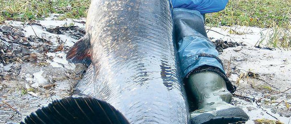 Ein Mann, ein Wels! Im Winter holte Angler Borek einen 2,16 Meter großen und 75 Kilo schweren Wels bei Brandenburg aus der Havel.