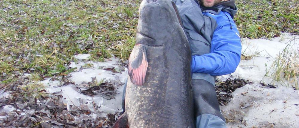 Ein Mann, ein Wels! Im Winter holte Angler Borek einen 2,16 Meter großen und 75 Kilo schweren Wels bei Brandenburg aus der Havel.