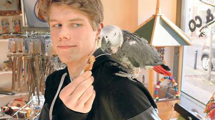 Mausern sich: Maximilian Schulz und sein siebenjähriger Graupapagei Riko. Über 300 Vögel umfasst die Sittichzucht des Babelsbergers. In der Garnstraße hat er nun ein eigenes Geschäft eröffnet. Und dabei soll es nicht bleiben. Der 17-jährige Schulz hat viele Ideen und setzt auf Expansion.