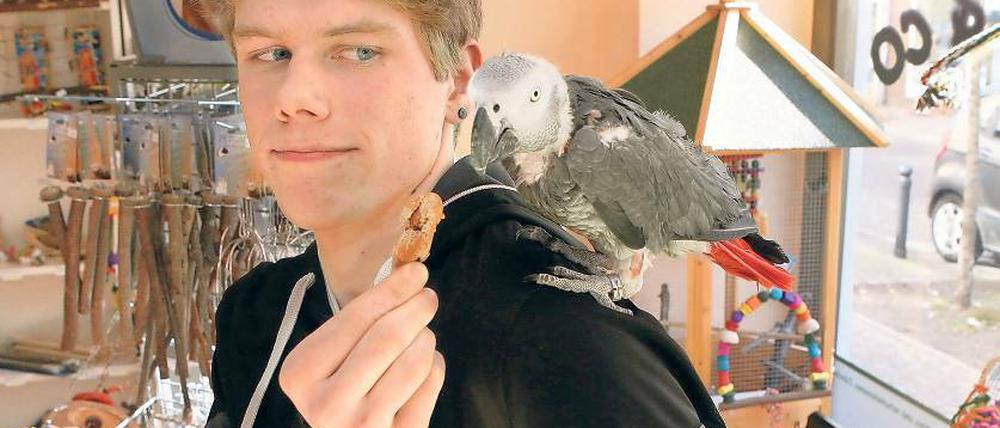 Mausern sich: Maximilian Schulz und sein siebenjähriger Graupapagei Riko. Über 300 Vögel umfasst die Sittichzucht des Babelsbergers. In der Garnstraße hat er nun ein eigenes Geschäft eröffnet. Und dabei soll es nicht bleiben. Der 17-jährige Schulz hat viele Ideen und setzt auf Expansion.