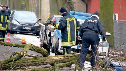 Tragisch: Bei Fällarbeiten stürzte ein Mann aus der Baumkrone.