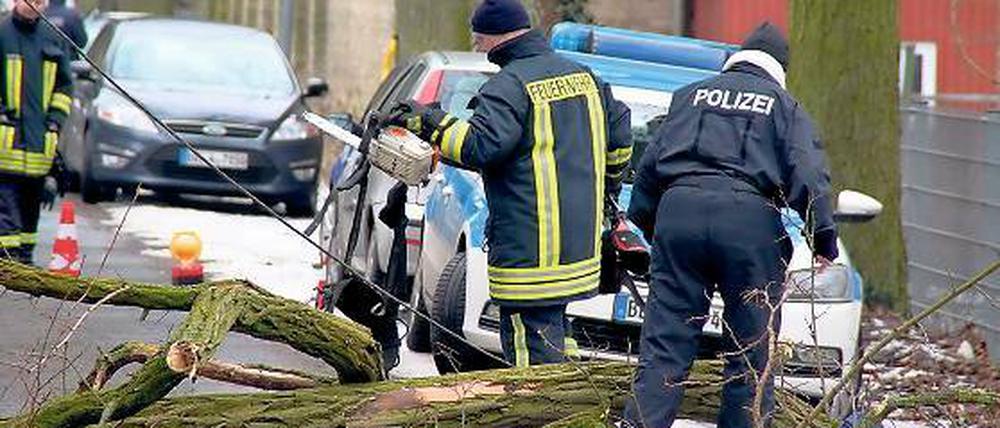 Tragisch: Bei Fällarbeiten stürzte ein Mann aus der Baumkrone.