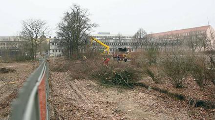Abgesägt. In der Plantage an der Dortustraße haben Baumfällarbeiten begonnen. Es sind Vorbereitungen für den geplanten Bau des „Langen Stalls“ mit 160 Wohnungen.