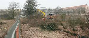 Abgesägt. In der Plantage an der Dortustraße haben Baumfällarbeiten begonnen. Es sind Vorbereitungen für den geplanten Bau des „Langen Stalls“ mit 160 Wohnungen.