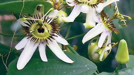 Giftige Schönheit. Passiflora helleri blüht momentan im Botanischen Garten.