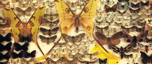 Gerettet. Die Faltersammlung hätte fast der Museumskäfer vernascht.