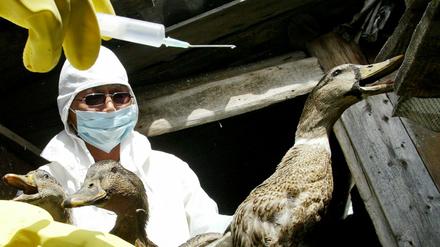 Mit dem H5N1-Virus infizierte Enten.