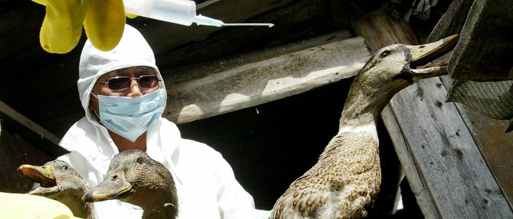 Mit dem H5N1-Virus infizierte Enten.