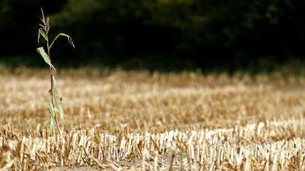 Der Klimawandel wirkt sich unter anderem auf die Ernährungssicherheit aus.