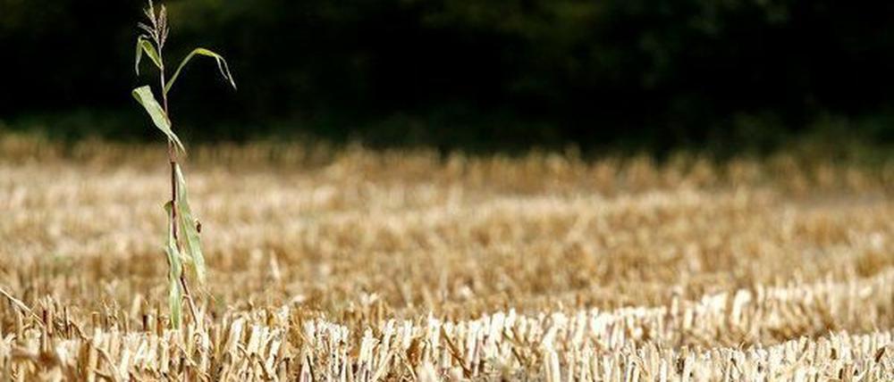 Der Klimawandel wirkt sich unter anderem auf die Ernährungssicherheit aus.