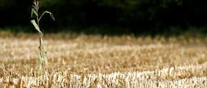 Der Klimawandel wirkt sich unter anderem auf die Ernährungssicherheit aus.