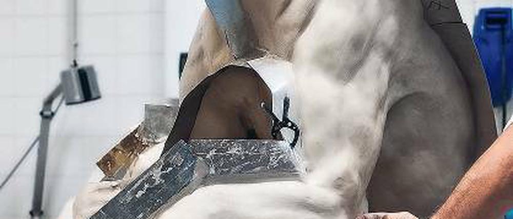 Entstehungsprozess. Die Präparatoren haben Eisbär Knut nach einem Tonmodell als Dermoplastik modelliert. Sein Fell wurde darüber gezogen.