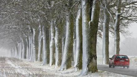 Voriges Jahr sind bei Verkehrsunfällen im Land 166 Menschen tödlich verunglückt, davon mehr als jeder Dritte an einem Alleebaum.