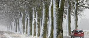 Voriges Jahr sind bei Verkehrsunfällen im Land 166 Menschen tödlich verunglückt, davon mehr als jeder Dritte an einem Alleebaum.