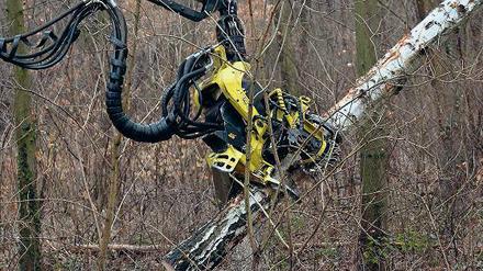 Abgesägt. Der Harvester im Einsatz unterhalb des Kellerbergs.