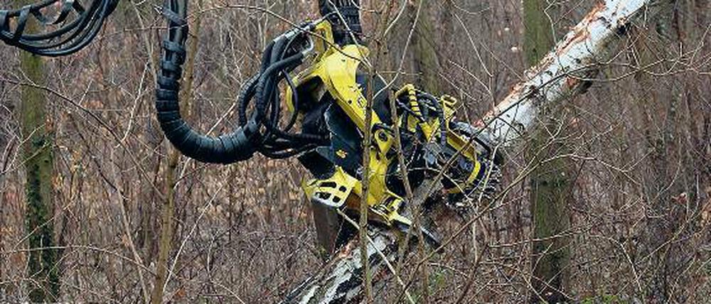 Abgesägt. Der Harvester im Einsatz unterhalb des Kellerbergs.