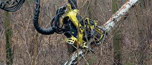 Abgesägt. Der Harvester im Einsatz unterhalb des Kellerbergs.
