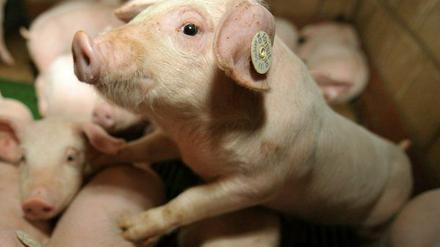 Ohne Wasser und Pausen unterwegs nach Polen: Rund 600 kleine Ferkel.