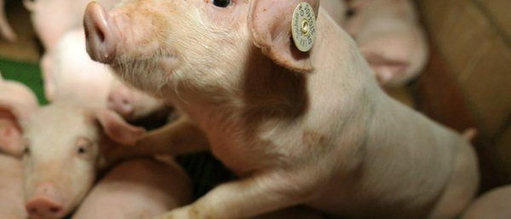 Ohne Wasser und Pausen unterwegs nach Polen: Rund 600 kleine Ferkel.