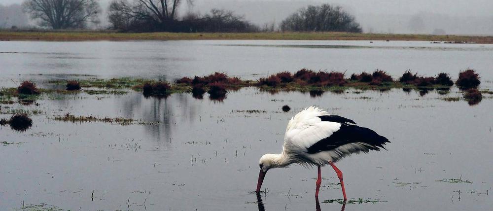 Mit abgebrochenem Schnabel. Der Storch wird, wenn er wegen des Missgeschicks nicht nach Futter schnappen kann, bei der Ernährung unterstützt.