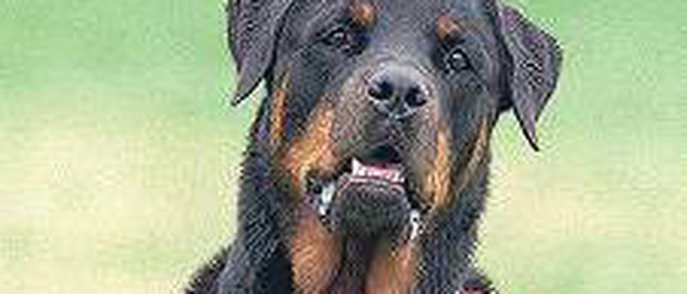 Warnung vor dem Hunde. Auch Rottweiler können sehr gefährlich werden.