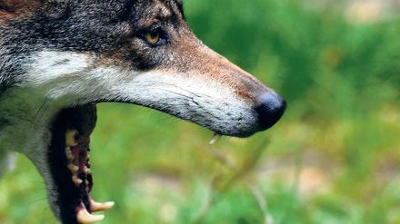In der Kamerafalle: Ende August 2012 wurde ein Wolf nur 25 Kilometer von Berlin entfernt in Sperenberg (Teltow-Fläming) fotografiert.