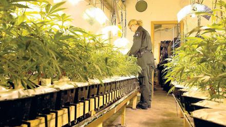 Aufgespürt. Auch zahlreiche Indoor-Cannabisplantagen wurden 2012 entdeckt.