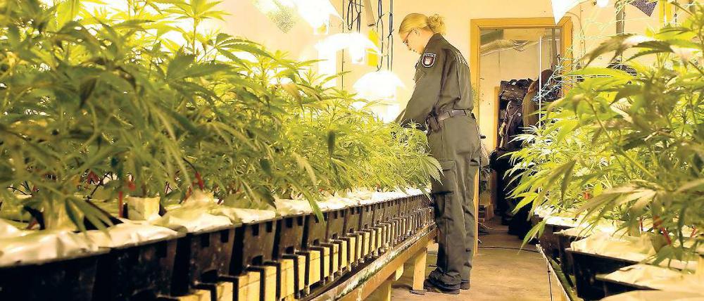 Aufgespürt. Auch zahlreiche Indoor-Cannabisplantagen wurden 2012 entdeckt.