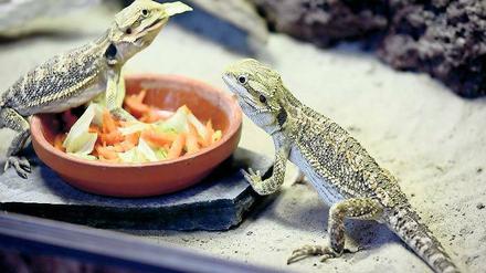 Guter Appetit. Bartagamen legen eine Mahlzeit ein: Die etwa sechs Monate alten Exemplare sind 15 Zentimeter lang – bis zu 45 Zentimeter können sie erreichen.