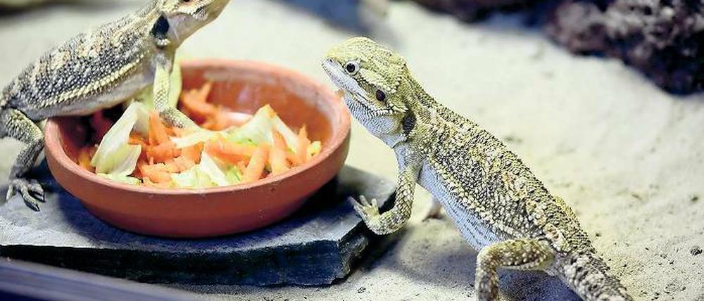 Guter Appetit. Bartagamen legen eine Mahlzeit ein: Die etwa sechs Monate alten Exemplare sind 15 Zentimeter lang – bis zu 45 Zentimeter können sie erreichen.