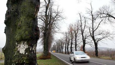 Bekannter Blick: Wer von Marquardt nach Bornim fährt, muss auf der Bundesstraße 273 an mehr als 100 Alleebäumen vorbei. Diese werden im Februar gefällt, weil sie krank sind. Zwei Monate später sollen 130 neue Linden an den Straßenrand gepflanzt werden.
