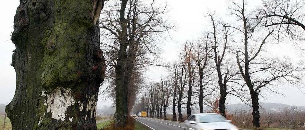 Bekannter Blick: Wer von Marquardt nach Bornim fährt, muss auf der Bundesstraße 273 an mehr als 100 Alleebäumen vorbei. Diese werden im Februar gefällt, weil sie krank sind. Zwei Monate später sollen 130 neue Linden an den Straßenrand gepflanzt werden.