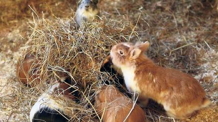 Und täglich grüßen Hamster, Meerschwein und Kaninchen. Wo früher Schreibmaschinen klickten, fühlen sich heute die Kleintiere des Potsdamer Tierschutzvereins wohl. In Rehbrücke warten sie und zahlreiche Katzen auf eine neue Familie.